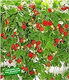 BALDUR Garten Hänge-Erdbeere Hummi®, 3 Pflanzen Fragaria rankend