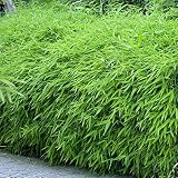 Gardeners Dream Fargesia Rufa - Winterharte Bambus Pflanze - Horstbildend & Pflegeleicht - Bambus Sichtschutz Garten Pflanzen - Ideal als Kübelpflanzen, Terrassen Pflanzen, Heckenpflanzen - 14cm Top