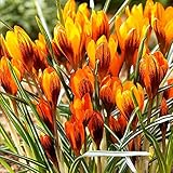 10 Stück Krokus Zwiebeln Krokusse Blumenzwiebeln mehrjährig winterhart Krokusse Zwiebeln Orange Monarch