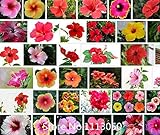 Promotion 100 Riesen-Hibiskus Samen Blumensamen Hardy, mischen Farbe, DIY Hausgarten vergossen oder Hof Blume Pflanze, Nove