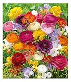 BALDUR Garten Freesien- & Ranunkel-Mix Butterfly Beauty, 35 Zwiebeln Prachtmischung, Blumenzwiebeln, pflegeleicht, Wasserbedarf gering, blühend, Freesia, R