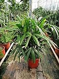 Zimmerpflanze von Botanicly – Steckenpalme – Höhe: 120 cm – Rhapis Excelsa