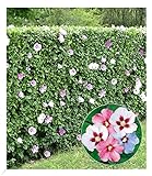 BALDUR Garten Winterharte Hibiskus-Hecke, 10 Pflanzen, Blüten essbar, bienenfreundlich, Garteneibisch Roseneibisch, Hibiscus Syriacus Blütengehölze Zierstrauch, blühend