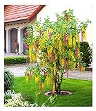 BALDUR Garten Chimären-Goldregen, 1 Pflanze, Laburnocytisus adamii Edel Goldregen, Mehrfarbig, winterhart, bienenfreundlich, blühend, Laburnocytisus adamii