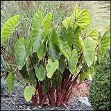 Winterhart /Elefantenohrzwiebeln/große Bonsai-Blüten, exotisch, Einfach zu züchten, Ein Muss für Anfänger-8Zwiebeln,E