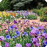 Einfach zu züchten/Lebende grüne Pflanzen/Schöne Schnittblumen/Gartendekorationen, zum Wachsen geeignete Iriszwiebeln, schöne Gartenarbeit-2Zwiebeln,B