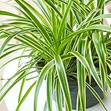 1 x Chlorophytum Variegatum | Grünlilie zu Kaufen | Zimmerpflanze 20-30 cm im Topf