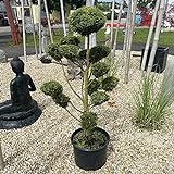 Gelbe Gartenzypresse Niwaki Garten Bonsai Baum 155cm groß Asien Lifestyle