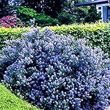 Gardeners Dream Ceanothus 'Yankee Point' Kalifornischer Flieder im Topf - Blühende & Immergrüne Flieder Pflanze - Winterharte Sträucher - Pflanzen für Garten & Balkon - Winterharte Kübelp