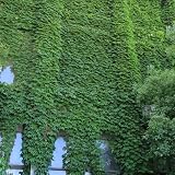 Efeu Samen Schnellwachsend, geschenke für gartenfreunde Efeu Grün Samen, steingartenpflanzen winterhart kletterpflanzen winterhart alte sorten saatgut bonsai samen, gartengeschenke 400p