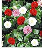 BALDUR Garten Winterharte Garten-Kamelie 'Tricolor', 1 Pflanze, Camellia Japonica japanische Kamelie winterhart, Wasserbedarf gering, für Standort im Schatten geeignet, blühend