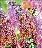 BALDUR Garten Buddleia Sommerflieder Flower Power, 1 Pflanze Buddleja Hybride, Schmetterlingsflieder Schmetterlingsstrauch Zierstrauch