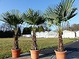 gruenwaren jakubik XXL Palme Stammhöhe 40-50 cm winterhart 160-180 cm Trachycarpus fortunei, Hanfpalme, Top-Qualität