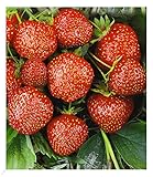 BALDUR Garten Erdbeere Hummi®´s 'Sengana Selektion', 6 Pflanzen Fragaria, selbstfruchtend, winterhart, extra Lange & Starke Ranken, Fragaria x