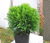 Thuja occ. 'Danica' - kugeliger Zwerg-Lebensbaum -Zwergkonifere langsam wachsend im 17 cm Top