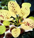 WFW wasserflora Yellow Sun Schwertpflanze/Echinodorus Cord. Yellow Sun