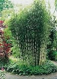 Horstbildender Bambus'Pingwu' (Fargesia robusta) - Winterharte Bambus-Pflanze ohne Ausläufer von Garten Schlüter
