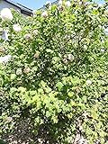 Gefüllter Schneeball 'Roseum' (Viburnum opulus 'Roseum') im Topf 60-80 cm