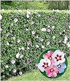 BALDUR Garten Winterharte Hibiskus-Hecke, 10 Pflanzen, Garteneibisch Roseneibisch, Hibiscus Syriacus Blütengehölze Zierstrauch