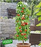 BALDUR Garten Säulen-Nektarine 'Licecol®', 1 Pflanze, Nektarinenbaum, Prunus persica