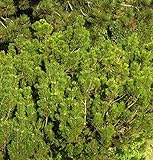 Krummholz Kiefer Alpenstar 15-20cm - Pinus mugo