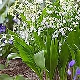 2x15 Convallaria majalis | 30er Set Maiglöckchen Pflanze | Weiße Blüte | Wurzelnackte Pflanzen