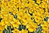 Narcis Geel 100 Stück Osterglocken Narzissen Blumenzwiebel