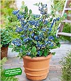 BALDUR Garten Topf-Heidelbeere Blaubeeren Heidelbeeren Pflanze, 1 Pflanze Vaccinium corymbosum reichtragend Heidelbeere für Töpfe und Kübel
