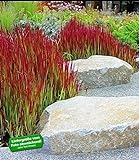 BALDUR Garten Ziergras 'Red Baron', 3 Pflanzen, Japanisches Blutgras Flammengras, Imperata cylindrica winterhart Garten-Ziergräser