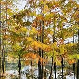 Wassertanne samen bäume garten baumsamen Kaufen kübelpflanze mehrjährig pflanzen winterhart draußen, Zierbaum dekoration pflanzensamen, balkonpflanzen topfpflanzen, exotische pflanzen 200p