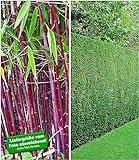BALDUR-Garten Hecken-Kollektion, 3 Pflanzen 1 Pflanze Roter Bambus 'Chinese Wonder' und 2 Pflanzen Leyland-Zypressen-Hecke