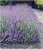 BALDUR Garten Winterharte Stauden Lavendel-Hecke 'Blau', 9 Pflanzen Duftlavendel Lavandula angustifolia Munstead echter Lavendel