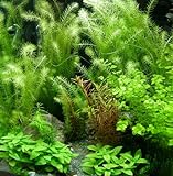 5 Bund - ca. 35 Wasserpflanzen, einfach zu pflegen, algenhemmend, schöne Farben - Mühlan