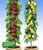 BALDUR Garten Säulenobst-Duo Birne & Kirsche, 2 Pflanzen Birnenbaum Kirschbaum