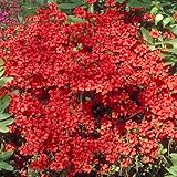 Gardeners Dream 1 x Azalee Winterhart 'Geisha RED' - Japanische Azalee Winterharte Pflanzen für Garten & Balkon - Winterharte Kübelpflanzen - Blühende Sträucher Winterhart Mehrjährig im Top