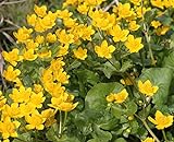 fertig im Pflanzkorb - winterhart! - Caltha palustris - Sumpfdotterblume, gelb - Wasserpflanzen Wolff