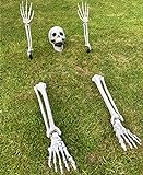 Skelett Halloween Deko Garten gruselig – Totenkopf Deko – Schädel mit Skelett Hand & Beinen – Skelett Lebensgroß für Outdoor Friedhof-Dekorationen – 5 Teile