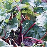 Grüner Garten Shop Rhabarber Pflanze Frambozen Rood rotstielig späte Sorte Himbeerrhabarber im 3-5 Liter Topf