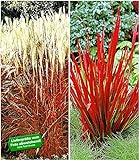 BALDUR Garten Rote Gräser-Kollektion, 4 Pflanzen Ziergras Indian Summer Chinaschilf und Ziergras Red Baron Imperata cylindrica
