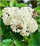 BALDUR-Garten Bienenbaum - Tausendblütenstrauch,1 Pflanze Tetradium daniellii, Euodia hupehensis, Bienennährpflanze