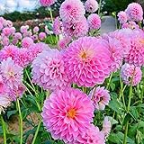 2pcs Dahlie Zwiebeln Mehrjährige Blumen Gartenarbeit Pflanzen (Licht Rosa) Aromatischen Garten Landschaft Zier Gewinnen Vögel Bienen Schmetterlinge