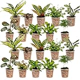 Ecoworld Mini Pflanzen Farn & Zimmerpflanzen Mix - 20 Stück Verschiedene Arten - Pflanze Ø6 cm Höhe 8-15 cm - Aus eigener Gärtnerei