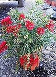 Karminroter Zylinderputze Busch 60 cm - Callistemon Masotti - Kübelpflanze