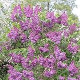 Syringa chinensis 'Saugeana' | Chinesischer Flieder | Violette Blüten | Winterharter Blütenstrauch | Höhe 80-90 cm | Topf 5L