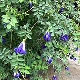 Schmetterlingserbse Samen, blumensamen & -pflanzen Clitoria ternatea blüten Samen, balkonpflanzen, pflanzen samen blumenwiese samen mehrjährig exotische samen, bio samen alte sorten 450p