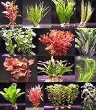 10 Bunde mit über 80 Aquarium-Pflanzen - großes buntes Sortiment für EIN 100 Liter Aquarium, Wasserpflanzen für Vorne, Mitte und Hinten