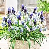 Muscari Mischung (50 zwiebeln), Mix von 5 Sorte und Farbe aus Holland, Echte Winterharte und mehrjährig Muscari Knollen/Blumen/Zwiebel (kein samen) für Garten, Töpfe und Balk