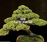 Portal Cool 20 Samen Kein Tracking: Mexikanische Zypresse WeiÃŸ Cedar Tree Seeds Evergreen Conifer Rugged Brown Bark