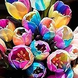 50 Stück Tulpenzwiebeln Winterhart Mehrjährig, Tulpen Samen für Garten und Balkon, Tulpen Pflanzen, Garten Blumen, Ideale Garten Pflanzen, Balkon Pflanzen, 50Pcs Tulip Seeds (Regenbogen)