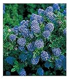 BALDUR Garten immergrüne Säckelblume Blauer Ceanothus 'Blue Mound', 1 Pflanze, Kalifornischer Flieder winterhart, trockenresistent, pflegeleicht, Wasserbedarf gering, blühend